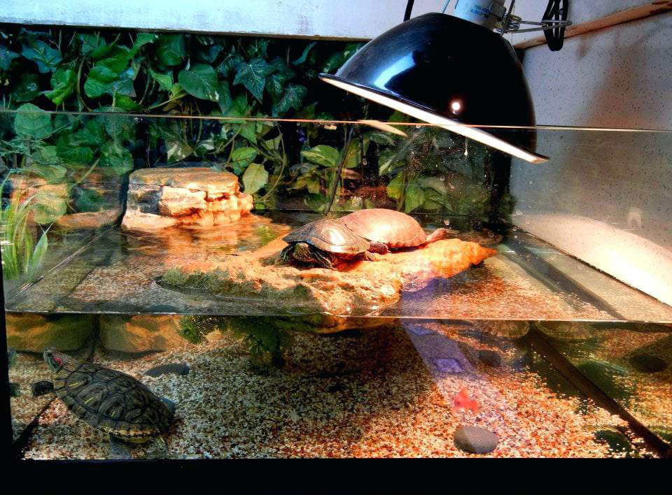 Какие аквариумы нужны для черепах. Аквариум для красноухой черепахи. УФ лампа для красноухой черепахи. УФ лампа для черепах красноухих. Аквариум для черепах красноухих.